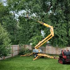 How Our Tree Care Process Works  in  River Bend, NC