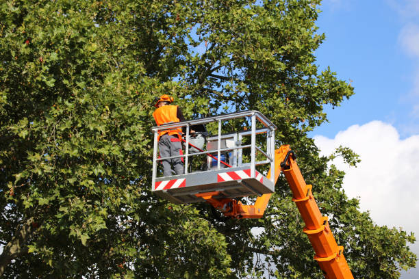 Professional Tree Removal in River Bend, NC